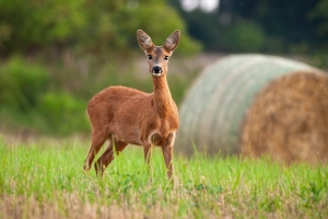 biche