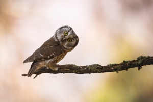 hibou