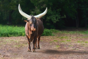 taureau